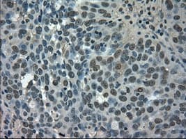 SLC2A5 / GLUT5 Antibody (clone OTI9F3, Carrier-free)