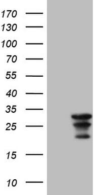 WIBG Antibody (clone OTI11C5)