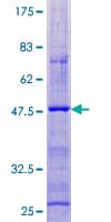 Human CORT / Cortistatin Protein (Recombinant GST)