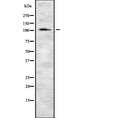 INPP4A Antibody