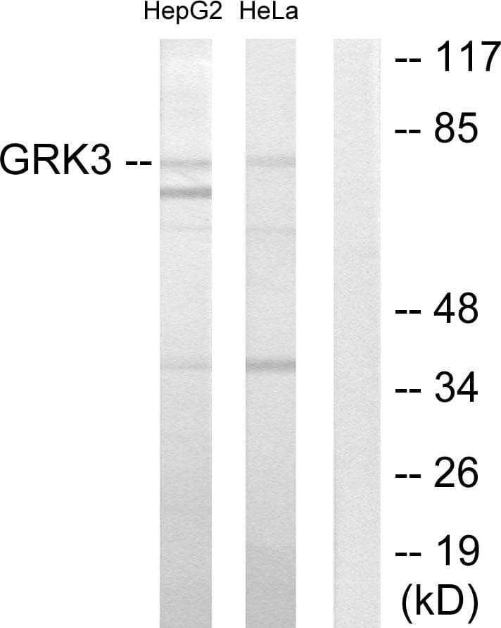 ADRBK2 / GRK3 Antibody