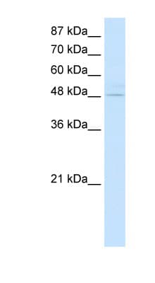 KLF4 Antibody (aa80-129)