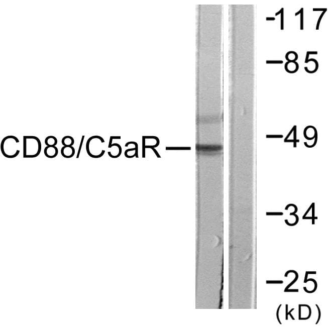 Polyclonal Rabbit anti-Human C5AR1 / CD88 / C5a Receptor Antibody (p338, IHC, IF, WB)
