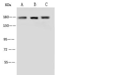 ITGA2 / CD49b Antibody (Preservative Free)