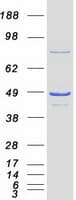 Human NSFL1C Protein (Recombinant Myc-DDK (Flag))