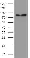 Paraplegin / SPG7 Antibody (aa300-573, clone OTI1C1)