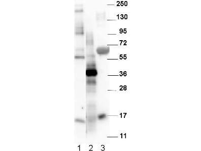GDF15 Antibody