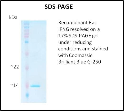 Rat IFN Gamma / Interferon Gamma Protein (Recombinant)