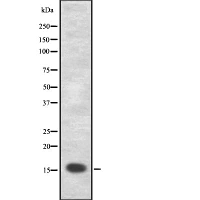 PLA2G1B Antibody
