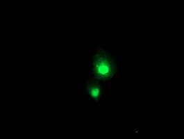 SERPINA5 / PCI Antibody (clone OTI1A9)
