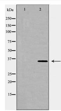 HMOX2 / Heme Oxygenase 2 Antibody