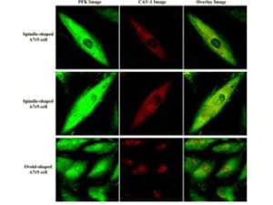 PFKM / PFK-1 Antibody (Liquid)