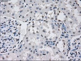 PPP5C Antibody (clone OTI5G5)