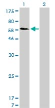 SNX1 Antibody (clone 6H1)
