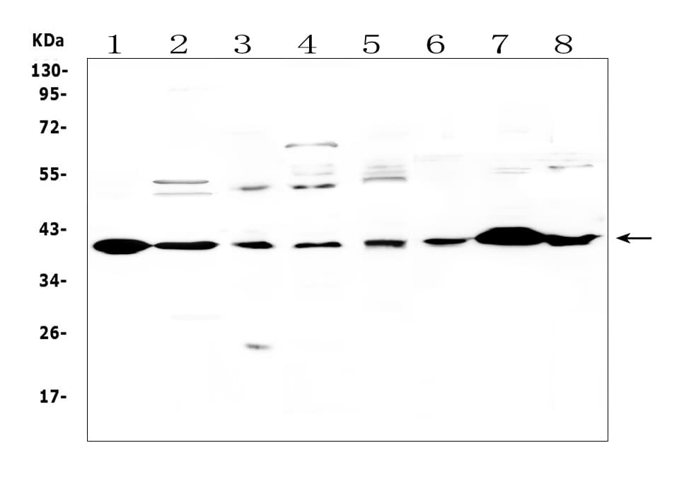 IGFBP3 Antibody (aa214-252)