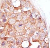 SENP2 Antibody (aa502-533)