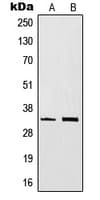 CD20 Antibody (C-Terminus)
