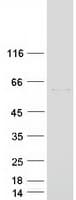 Human RORC / ROR Gamma Protein (Recombinant Myc-DDK (Flag))