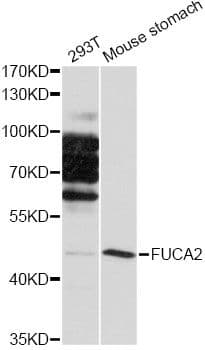 FUCA2 Antibody
