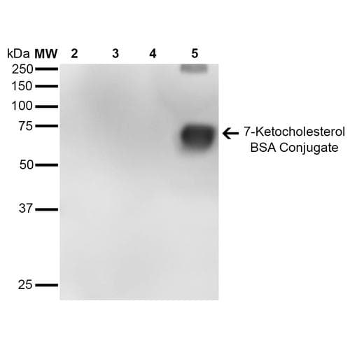 7-Ketocholesterol Antibody (clone 7E1, APC)