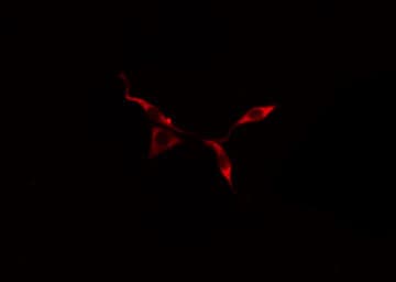 Kv10.1 / KCNG3 Antibody