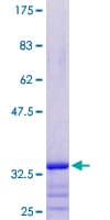 Human PRAC1 / PRAC Protein (Recombinant GST)