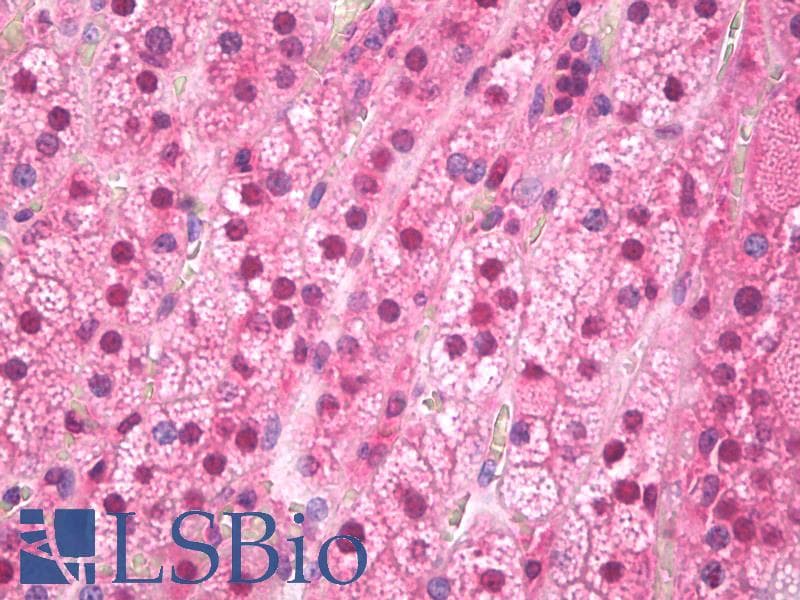 IHC-plus™ FTO Antibody (clone 5-2H10)