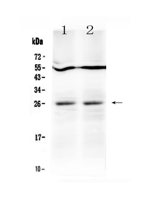 TNFSF14 / LIGHT Antibody