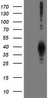 LCMT1 Antibody (clone OTI4A5, Carrier-free)