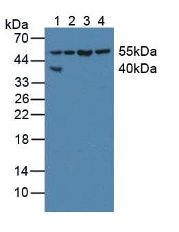XIAP Antibody (aa1-497)