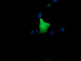 KIF25 Antibody (clone OTI2C9)