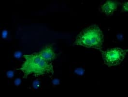 MAPK7 / ERK5 Antibody (clone OTI3H2)