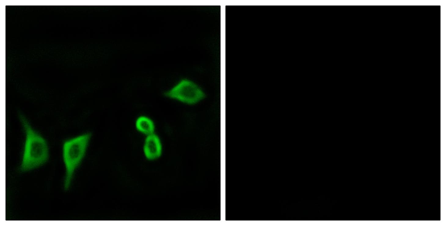 OR8G2 Antibody