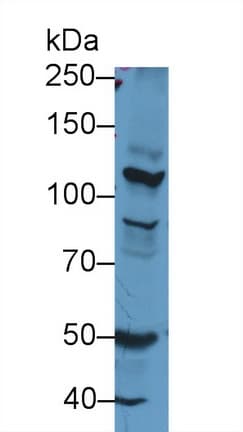 NOS2 / iNOS Antibody (aa530-693, APC)