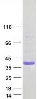 Human CED6 / GULP1 Protein (Recombinant Myc-DDK (Flag))