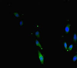TERF2 / TRF2 Antibody
