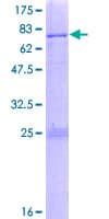 Human SNAPC1 Protein (Recombinant GST)