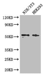 RTCB / C22orf28 Antibody