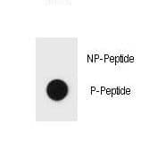 Hamartin / TSC1 Antibody (phospho-Tyr297)