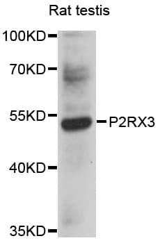 P2RX3 / P2X3 Antibody