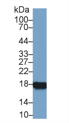 PPIA / Cyclophilin A Antibody (aa2-164)
