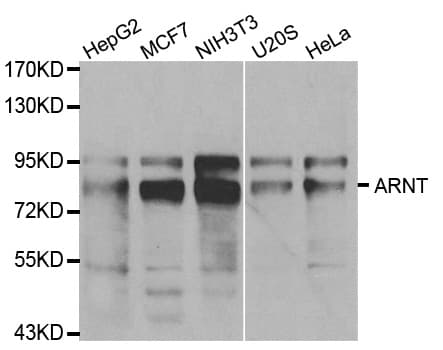 ARNT / HIF-1-Beta Antibody