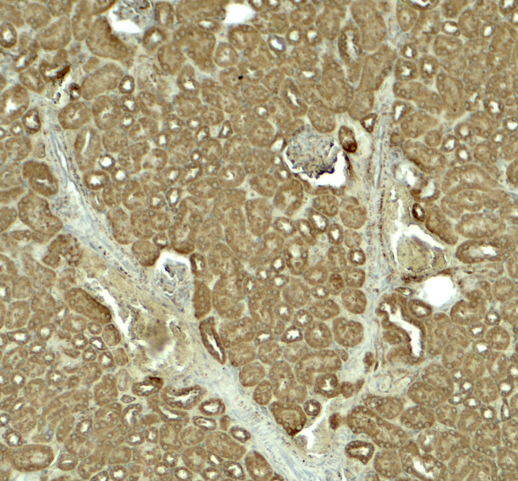 IHC-plus™ SLC1A7 / EAAT5 Antibody