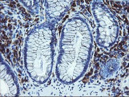 LRRC25 Antibody (clone OTI2A3)