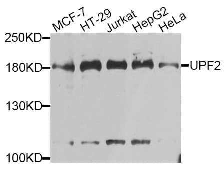 HUPF2 / UPF2 Antibody