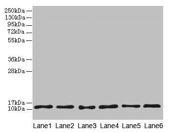TCTA Antibody