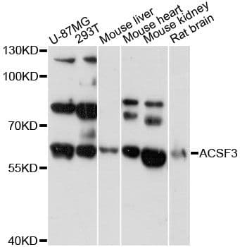 ACSF3 Antibody