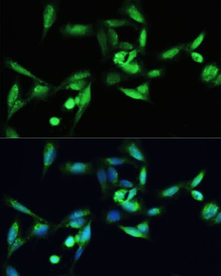 SMAD3 Antibody
