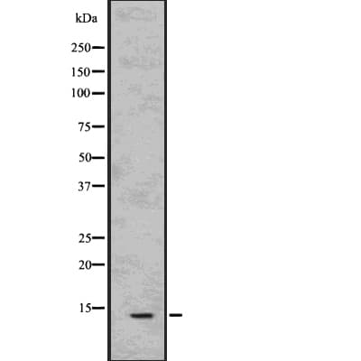PVALB / Parvalbumin Antibody