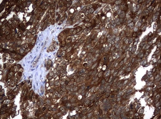 VBP1 Antibody (clone UMAB75, Carrier-free)